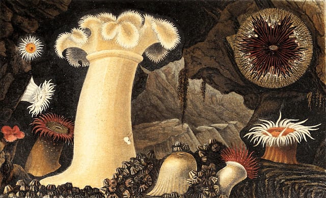 A lithographic print of various brightly colored anemones against a dark, rocky background.