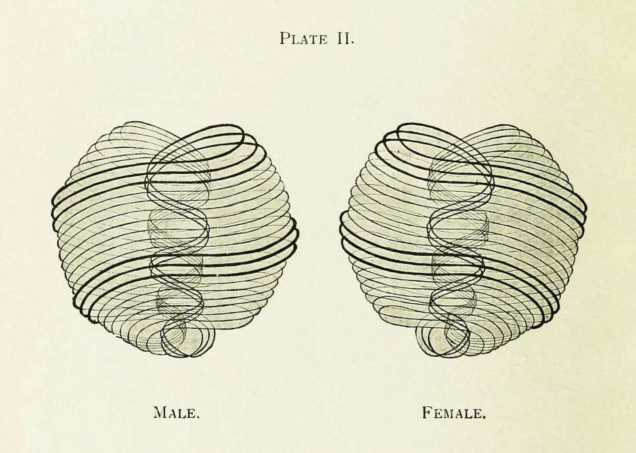 A diagram showing two mirrored swirling shapes, both abstract. One is labeled "Male" and the other "Female".