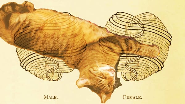 A stripy tabby cat sprawls on his back over a strange diagram showing two swirling figures labeled "male" and "female". The c