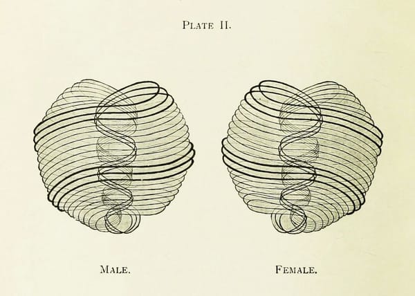 A diagram showing two mirrored swirling shapes, both abstract. One is labeled "Male" and the other "Female".